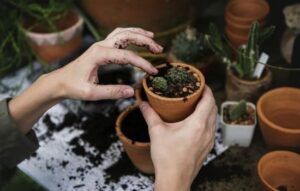 Apps for Plant Care: Your Green Thumb Guide